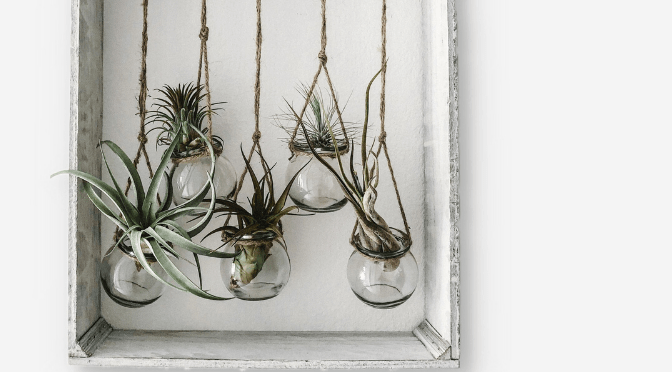 SERVICED OFFICE KL: INDOOR HANGING PLANTS - AIR PLANTS