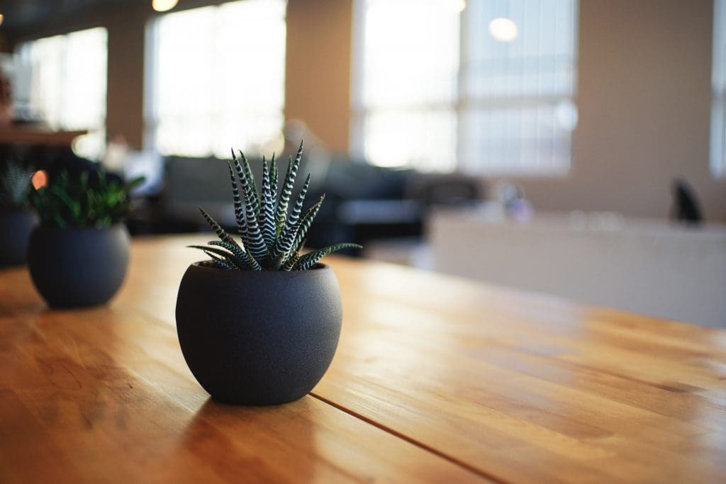 SERVICED OFFICE KL: PLANT ACT AS “AIR PURIFIER” IN THE OFFICE